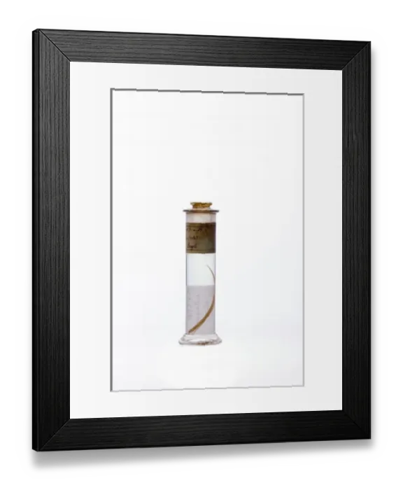 Framed Print : Syngnathus crinitus, insular pipefish Framed Print : Syngnathus crinitus, insular pipefish