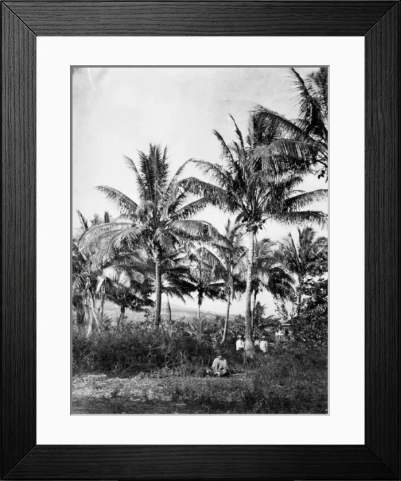 Framed Print : Coconut palms, Papeete, Tahiti, Society Islands Framed Print : Coconut palms, Papeete, Tahiti, Society Islands