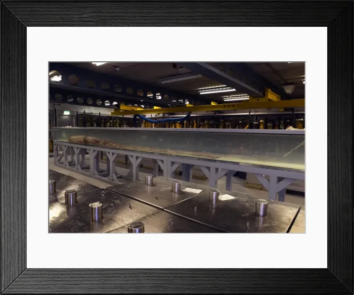 Framed Print : Architeutis dux, giant squid Framed Print : Architeutis dux, giant squid