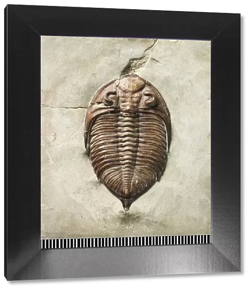 Dalmanites, a fossil trilobite