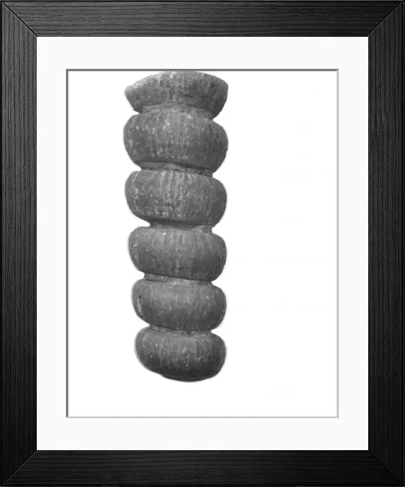 Framed Print : Actinoceras sp. nautiloid Framed Print : Actinoceras sp. nautiloid