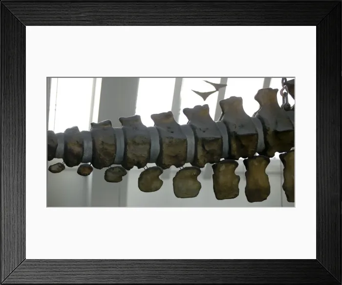 Framed Print : Physeter macrocephalus, sperm whale Framed Print : Physeter macrocephalus, sperm whale