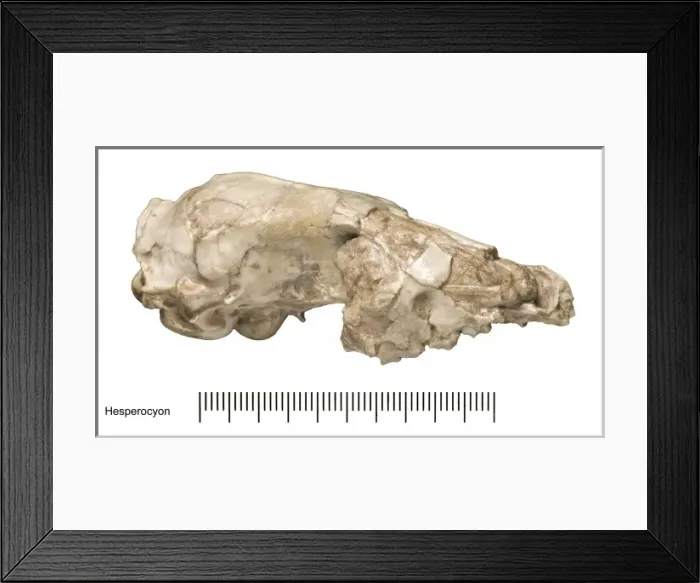 Framed Print : Hesperocyon Framed Print : Hesperocyon