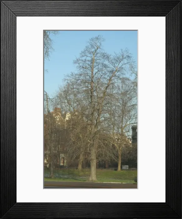 Framed Print : Alnus glutinosa, alder Framed Print : Alnus glutinosa, alder