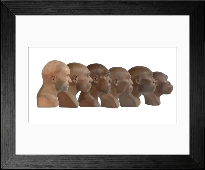 Framed Print : Hominid reconstructions in chronological order Framed Print : Hominid reconstructions in chronological order