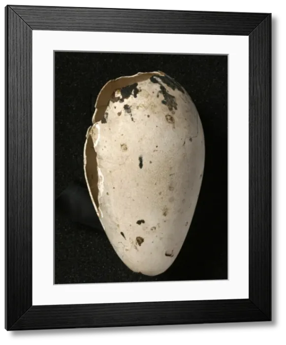 Framed Print : Pinguinus impennis, great auk Framed Print : Pinguinus impennis, great auk
