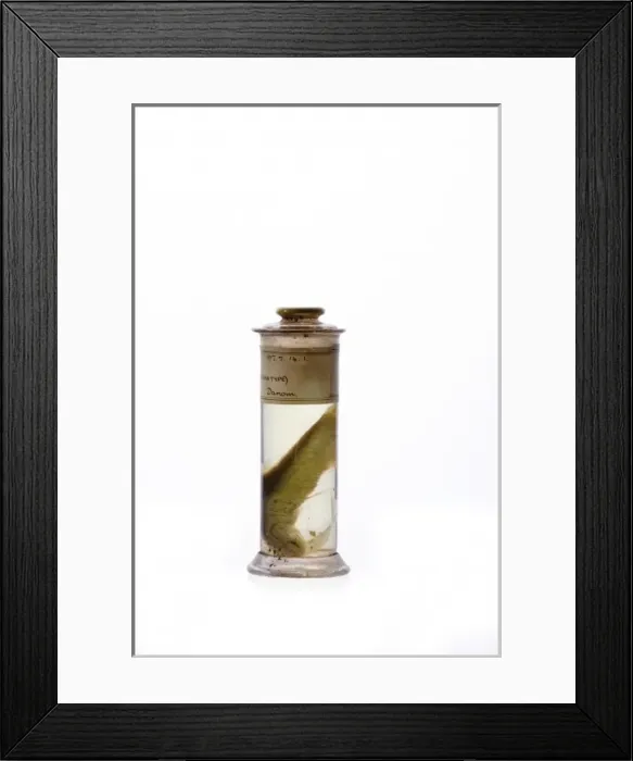 Framed Print : Engraulis ringens, Peruvian anchoveta