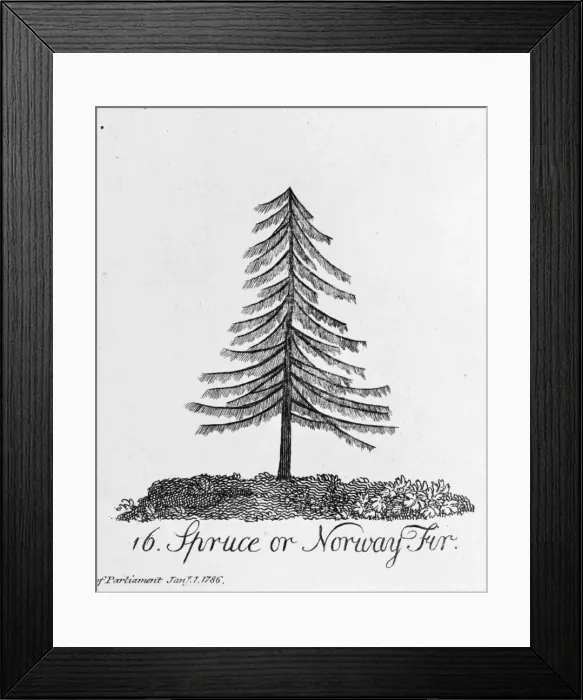Framed Print : Spruce or Norway Fir Framed Print : Spruce or Norway Fir