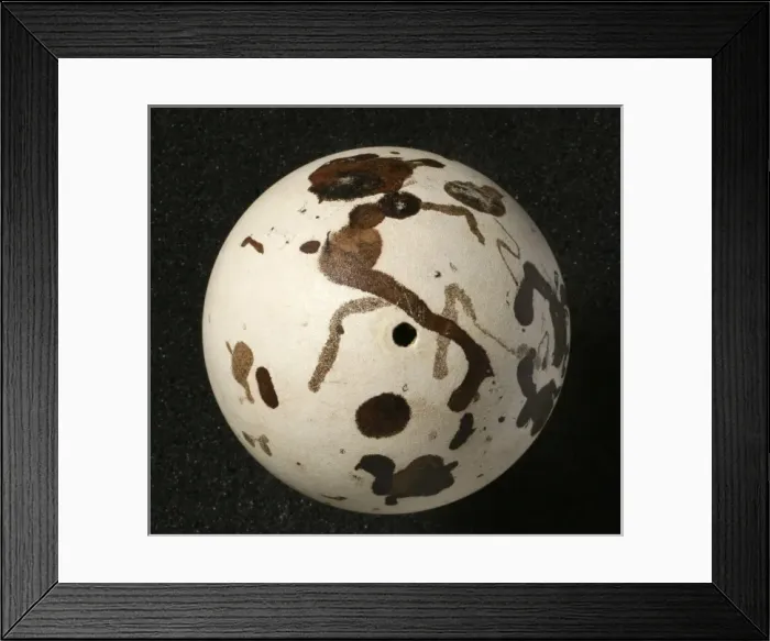 Framed Print : Pinguinus impennis, great auk Framed Print : Pinguinus impennis, great auk