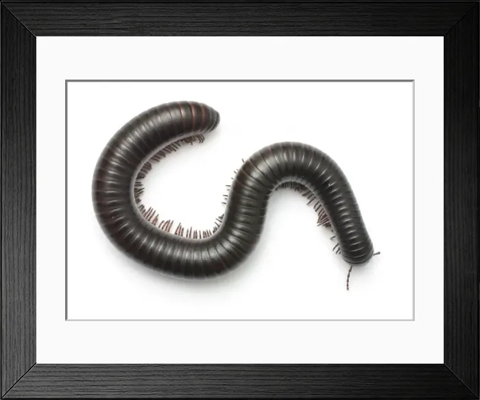 Framed Print : Archispirostreptus gigas, African giant black millipede Framed Print : Archispirostreptus gigas, African giant black millipede