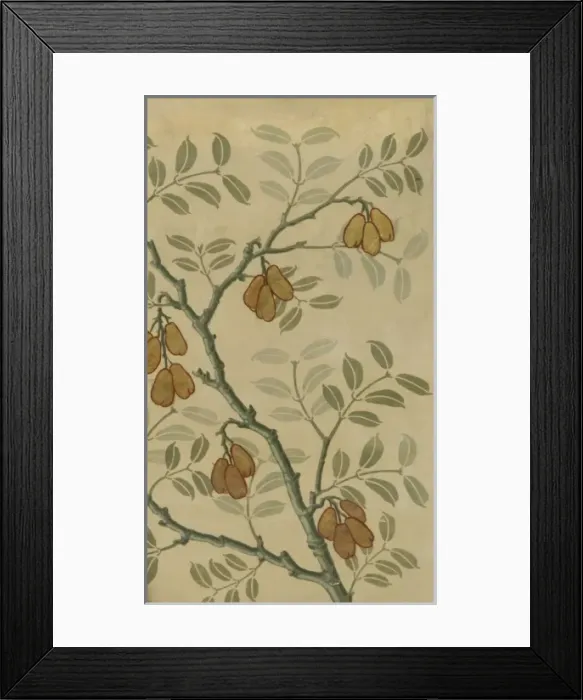 Framed Print : Blighia sapida, ackee Framed Print : Blighia sapida, ackee