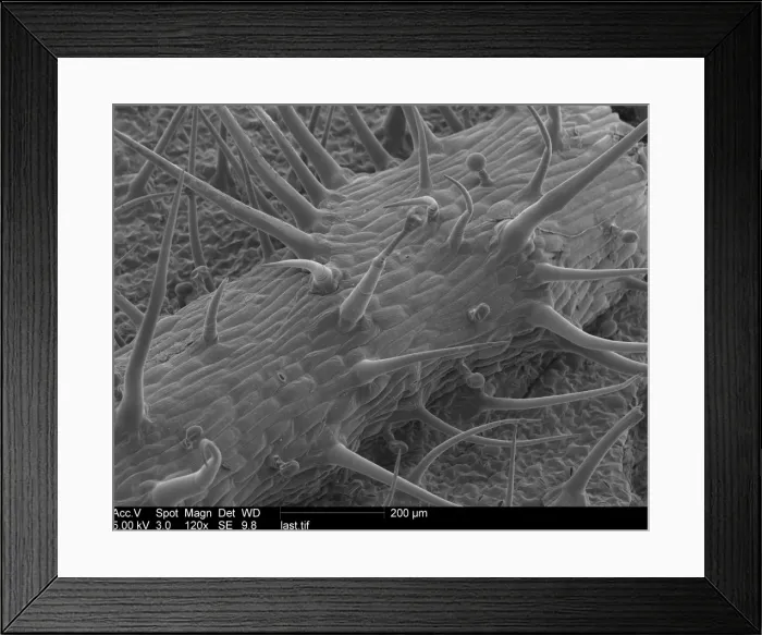 Framed Print : Pelargonium sp. geranium Framed Print : Pelargonium sp. geranium