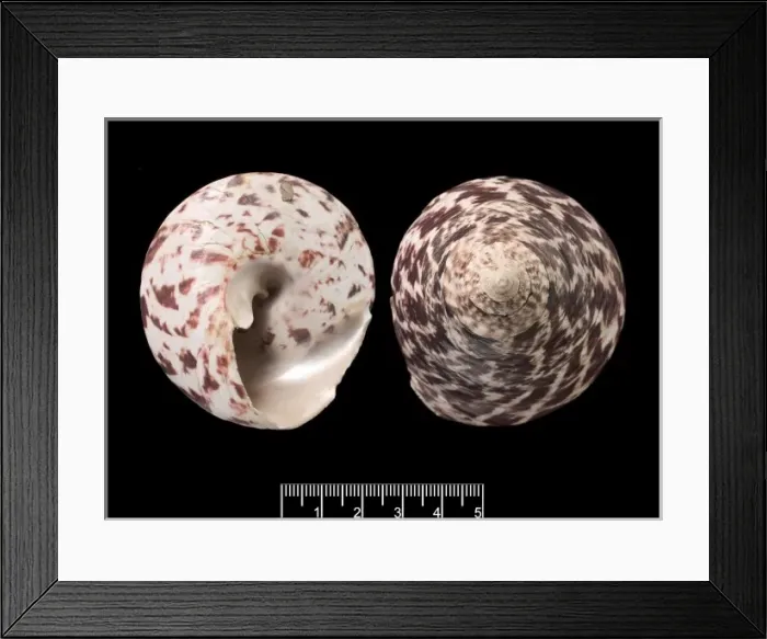 Framed Print : Trochus niloticus, top shell Framed Print : Trochus niloticus, top shell