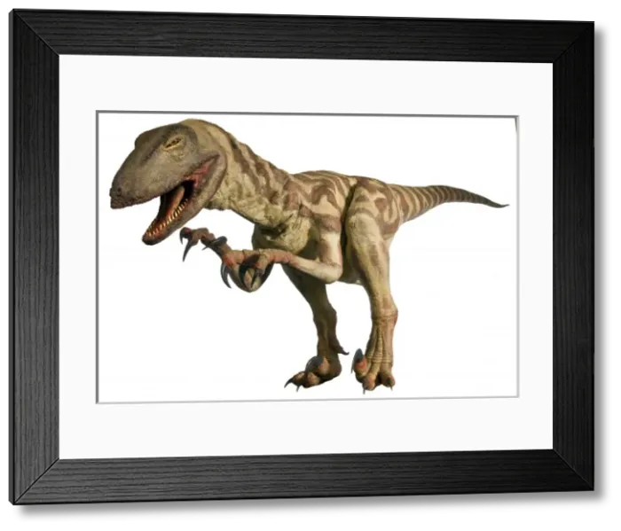 Framed Print : Velociraptor Framed Print : Velociraptor