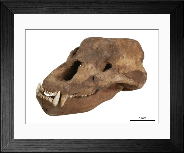 Framed Print : Ursus spelaeus, cave bear Framed Print : Ursus spelaeus, cave bear
