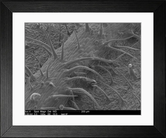 Framed Print : Pelargonium sp. geranium Framed Print : Pelargonium sp. geranium