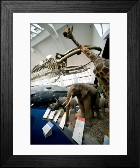 Framed Print : Mammal and Whale Gallery Framed Print : Mammal and Whale Gallery