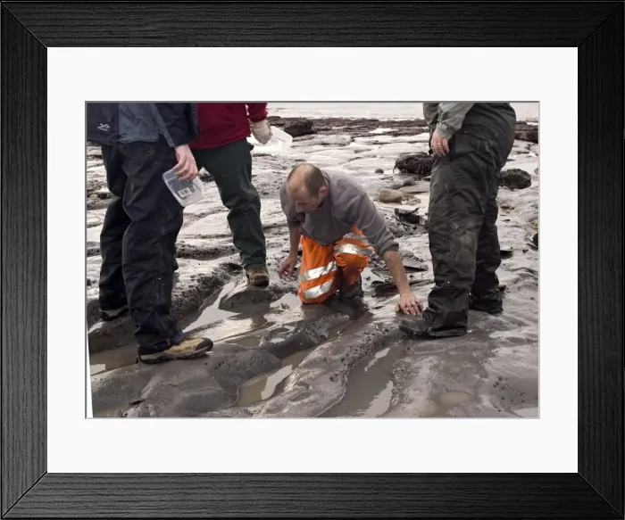 Framed Print : Excavating at Charmouth Framed Print : Excavating at Charmouth