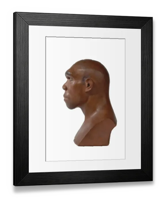 Framed Print : Homo heidelbergensis, Rhodesian or Broken Hill Man Framed Print : Homo heidelbergensis, Rhodesian or Broken Hill Man