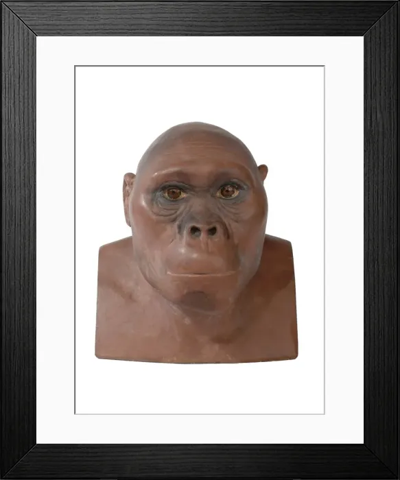 Framed Print : Australopithecus africanus Framed Print : Australopithecus africanus