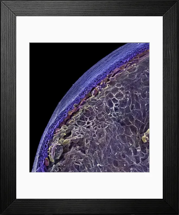 Framed Print : Vaccinium sp. blueberry Framed Print : Vaccinium sp. blueberry