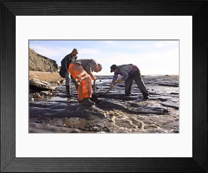 Framed Print : Excavating at Charmouth Framed Print : Excavating at Charmouth