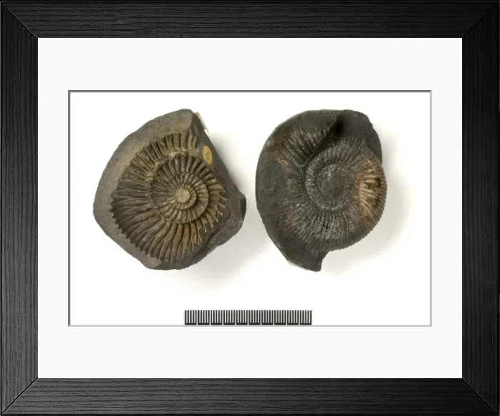 Framed Print : Concretions with ammonites (saligrams) Framed Print : Concretions with ammonites (saligrams)