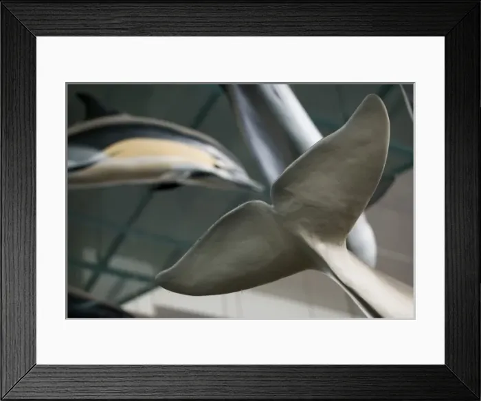 Framed Print : Mammal and Whale Gallery Framed Print : Mammal and Whale Gallery