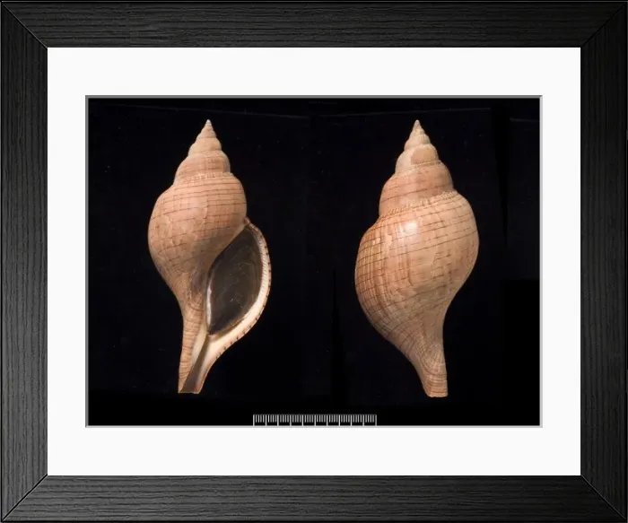 Framed Print : Fasciolaria tulipa, true tulip Framed Print : Fasciolaria tulipa, true tulip