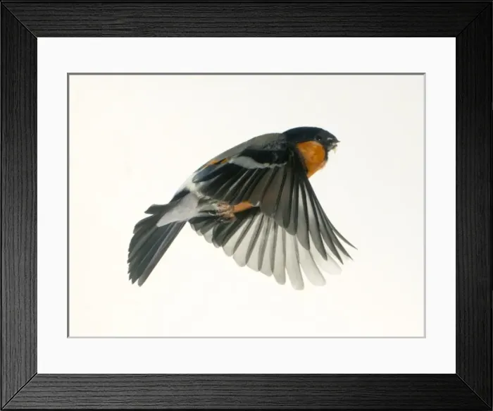 Framed Print : Pyrrhula pyrrhula, bullfinch Framed Print : Pyrrhula pyrrhula, bullfinch