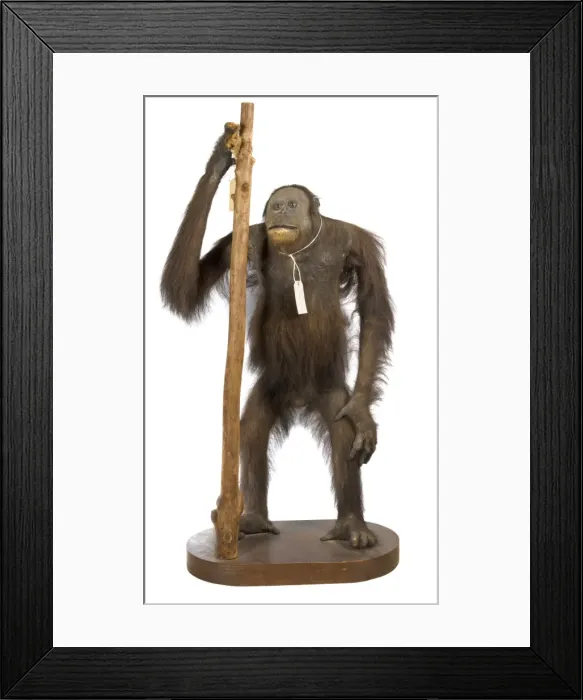 Framed Print : Pongo pygmaeus, bornean orangutan Framed Print : Pongo pygmaeus, bornean orangutan