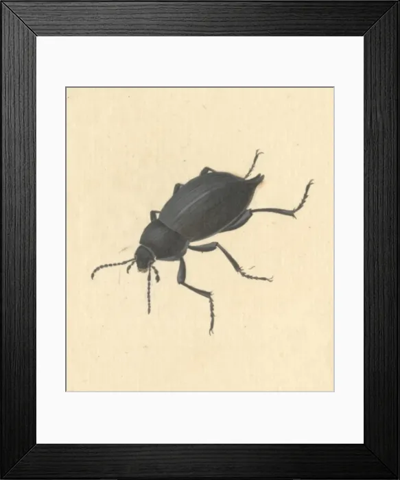 Framed Print : Blaps mucronata, cellar or churchyard beetle Framed Print : Blaps mucronata, cellar or churchyard beetle