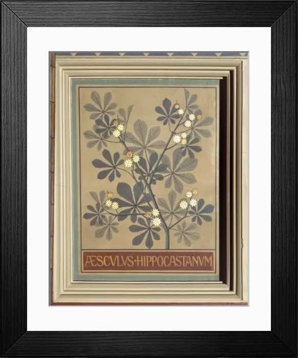 Framed Print : Aesculus hippocastanum, common horse chestnut Framed Print : Aesculus hippocastanum, common horse chestnut