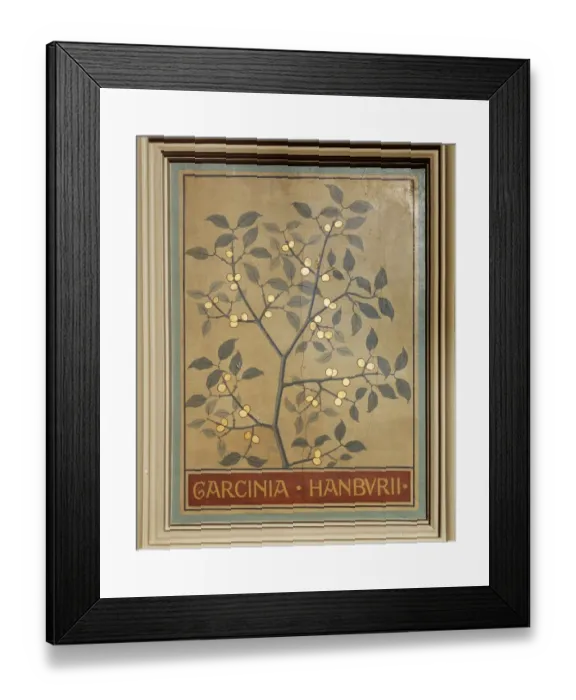 Framed Print : Garcinia hanburii, gamboge tree Framed Print : Garcinia hanburii, gamboge tree