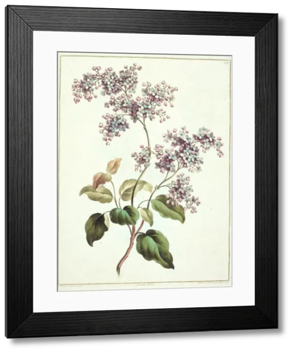 Framed Print : Syringa vulgaris, lilac Framed Print : Syringa vulgaris, lilac