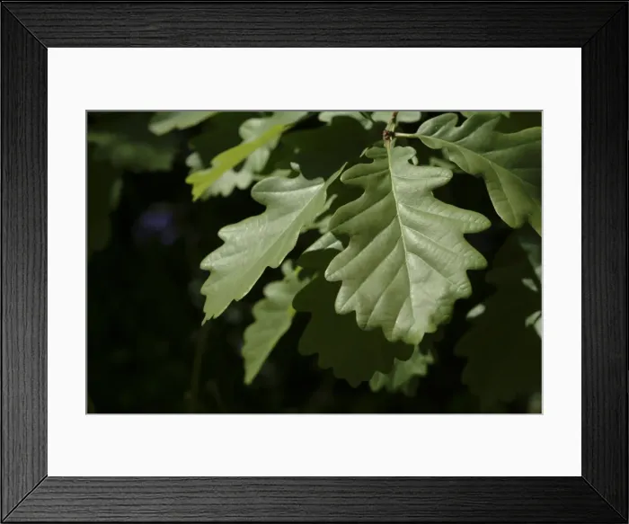 Framed Print : Quercus robur, oak Framed Print : Quercus robur, oak