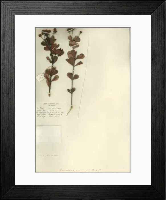 Framed Print : Pancheria communis Framed Print : Pancheria communis