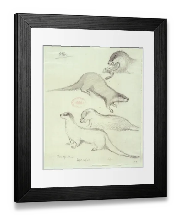 Framed Print : Lutra lutra, European otter Framed Print : Lutra lutra, European otter