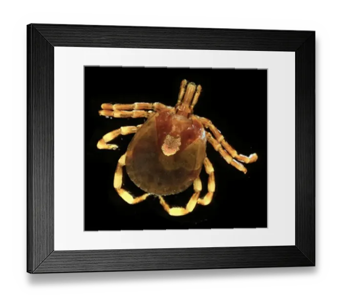 Framed Print : Amblyomma hebraeum, African cattle tick Framed Print : Amblyomma hebraeum, African cattle tick