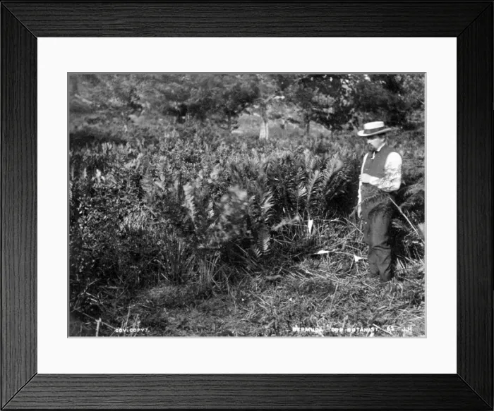 Framed Print : Botanist from H. M. S. Challenger (1873) Framed Print : Botanist from H. M. S. Challenger (1873)