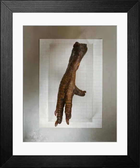Framed Print : Raphus cucullatus, dodo Framed Print : Raphus cucullatus, dodo