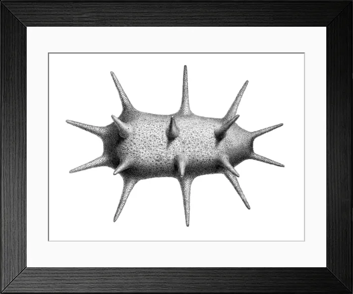 Framed Print : Deima fastosum, holothurian echinoderm Framed Print : Deima fastosum, holothurian echinoderm