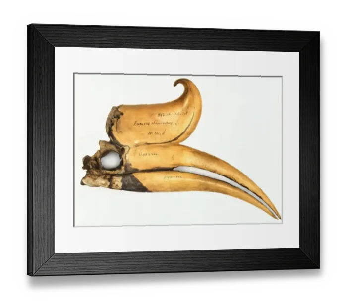 Framed Print : Buceros rhinoceros, rhinoceros hornbill skull Framed Print : Buceros rhinoceros, rhinoceros hornbill skull
