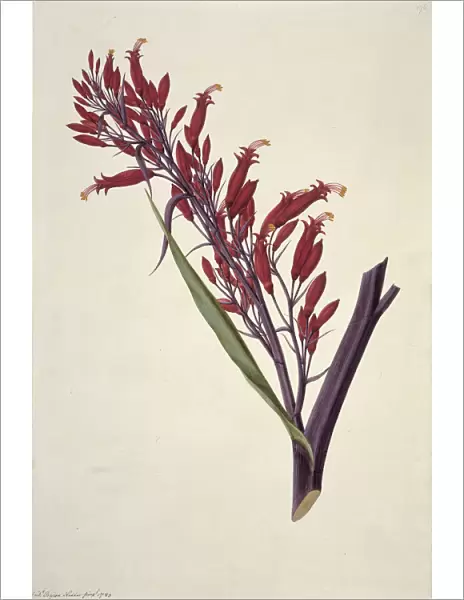 Phormium tenax, New Zealand flax