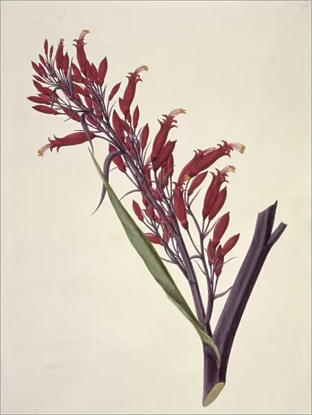 Phormium tenax, New Zealand flax