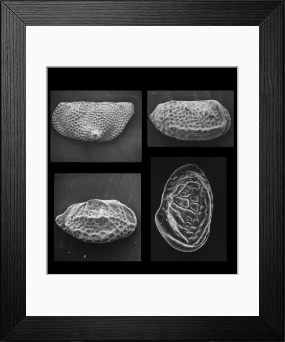 Framed Print : Ostracods. Small arthropods with two valves. These examples are Jurassic in age Framed Print : Ostracods. Small arthropods with two valves. These examples are Jurassic in age