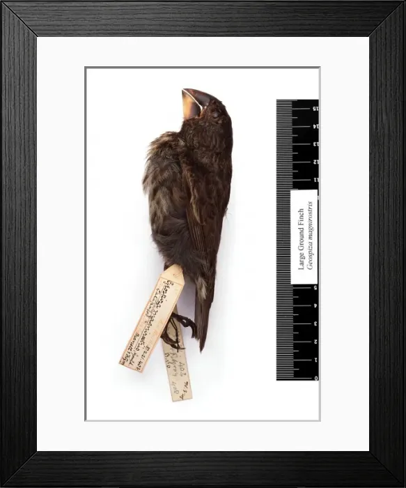 Framed Print : Geospiza magnirostris, large ground finch Framed Print : Geospiza magnirostris, large ground finch