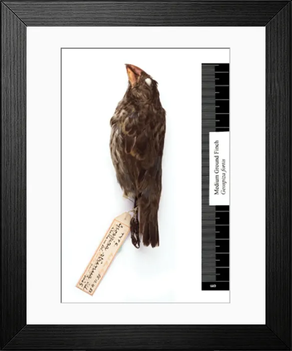 Framed Print : Geospiza fortis, medium ground finch Framed Print : Geospiza fortis, medium ground finch