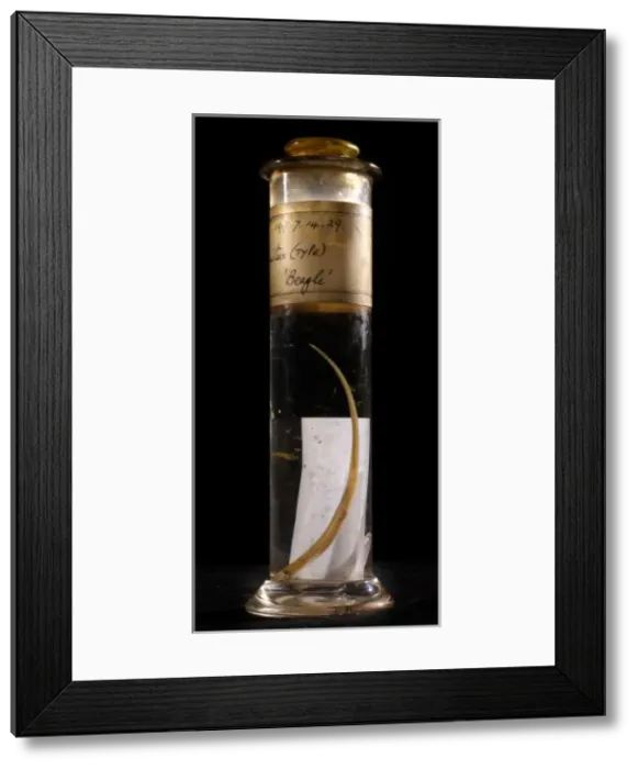 Framed Print : Syngnathus crinitus, banded pipefish Framed Print : Syngnathus crinitus, banded pipefish