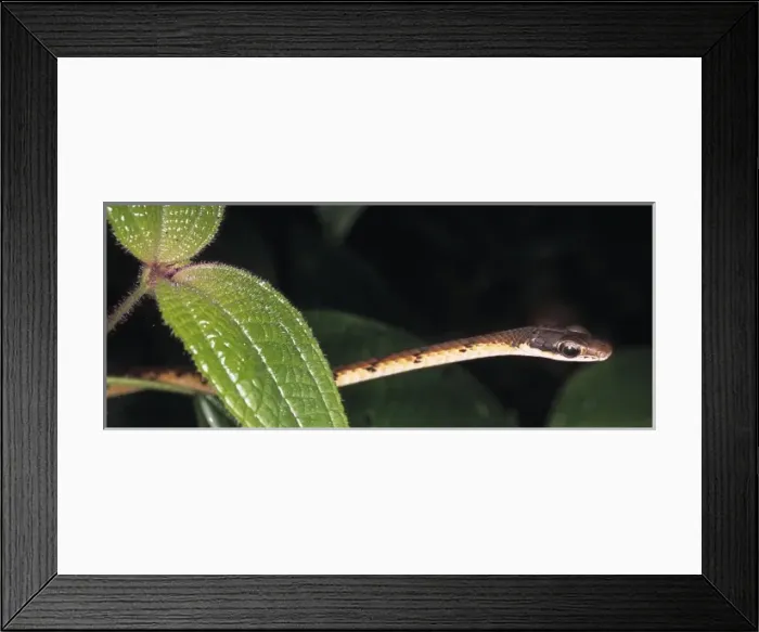 Framed Print : Serpentes (suborder), snake Framed Print : Serpentes (suborder), snake